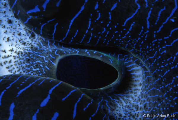 SEA001, architecture, interior design, Robin Acker Bush, sea clam, Solomon Islands, healthcare fine art, biophilic design, biophilia, architecture, healing environments, sustainable green design, experiential desgin, environmental psychology