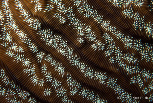 SEA005 coral, imagine long hallways filled with natural imagery