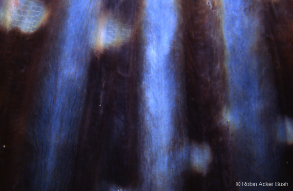 SEA006, Ling Cod tail fin, Monterey Bay, Voices of the Earth, inspirational fine art underwater photography, interior design, art consultants, biophilia, biophic design, architecture,