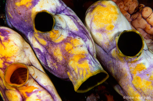 SEA007, tunicate, South Pacific, Robin Bush, fine art underwater photography, inspirational fine art, biophilic design, biophilia, architecture, healing environments, sustainable green design, experiential desgin, environmental psychology
