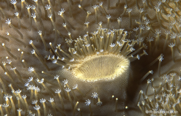 SEA008, coral, South Pacific, Robin Bush, Voices of the Earth, nature photography, fine art, architecture, interior design, biophilic design, biophilia, architecture, healing environments, sustainable green design, experiential desgin, environmental psych