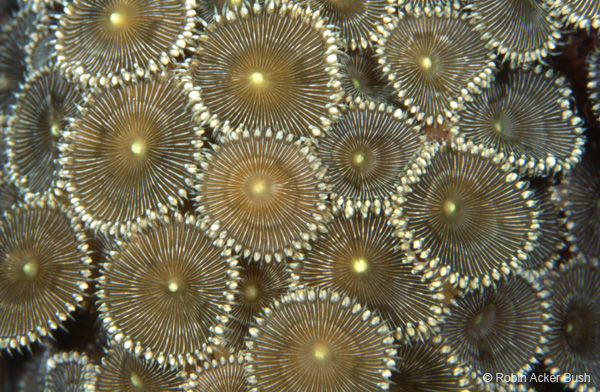 SEA010