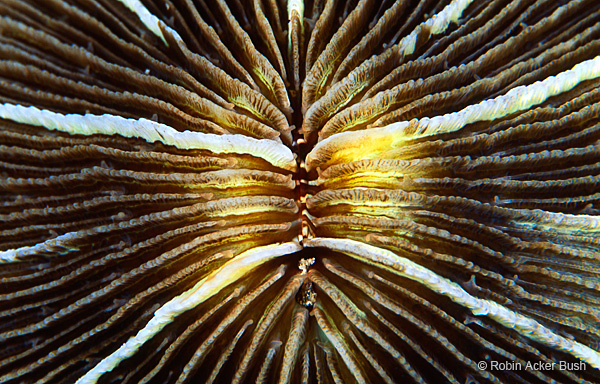 SEA011, Voices of the Earth, underwater photography, fine art, art consultants, solitaty coral. ocean, marine life, resorts, luxury, murals, tile, tables, fabric,