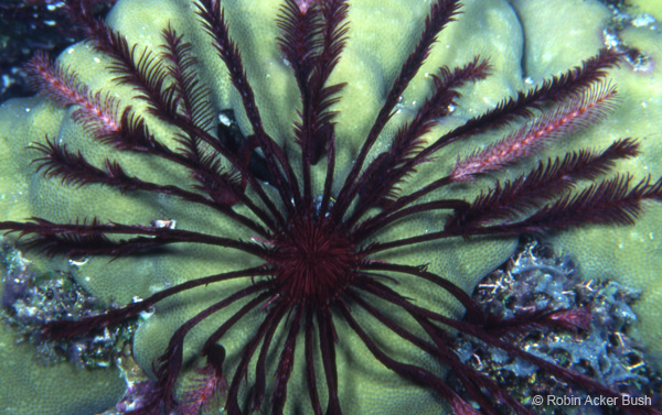 SEA014, crinoid, Robin Bush, fine art underwater photography, Solomon Islands, conference tables, furniture, window coverings, wallpaper, light boxes, fabric, murals, healing environments, biophilic design
