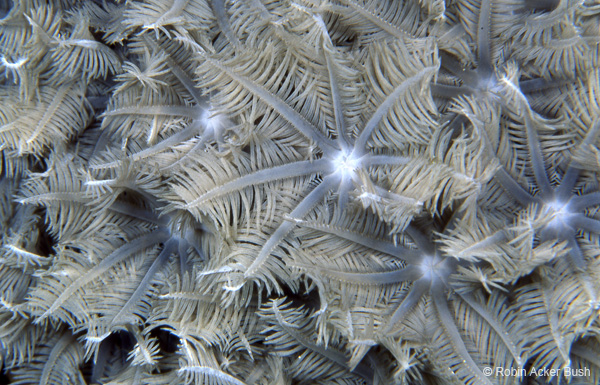 SEA015 projected environments produced by award winning producer, director and photographer, Robin Bush, USA