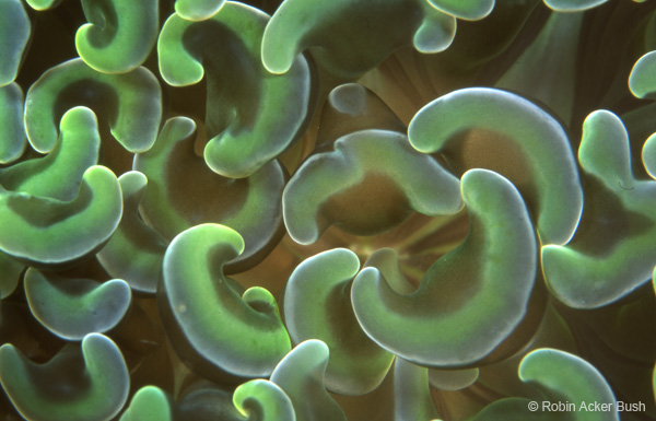 SEA016, coral, Voices of the Earth, fine art inspirational underwater photography, recreational, residential, interior design, biophilic design