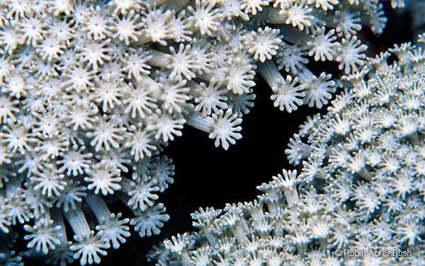 SEA020, coral, marine, ocean, invertebrates, Voices of the Earth, Robin Bush, nature, sustainability, green design, LEED architecture, hospitals, residential design, hotel design, employee health and wellbeing, community