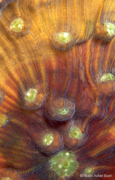 Voices of the Earth Designs by Nature, underwater photography for custom interior design products by Robin Acker Bush
