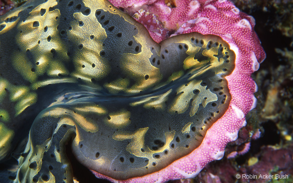 SEA028, Sea clam with coral, Solomon Islands, Voices of the Earth, inspirational, natural imagery, close up photography