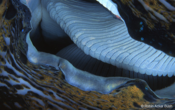 SEA031 tridacna clam, Solomon Islands, South Pacific,