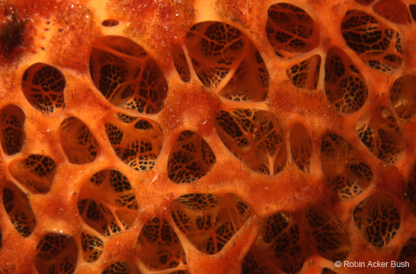 SEA038 sponge detail, marine images for yacht interior design