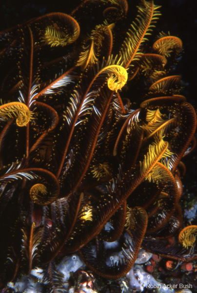 SEA039 crinoid, imagine tables, stair risers, chairs, lamps backlit walls made from nautral imagery