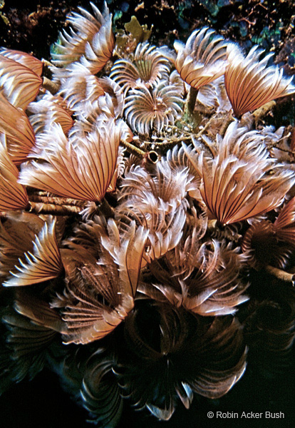SEA040, feather duster tube worms, Bonaire, Caribbean, nature photography, natural imagery, healthcare, residential design