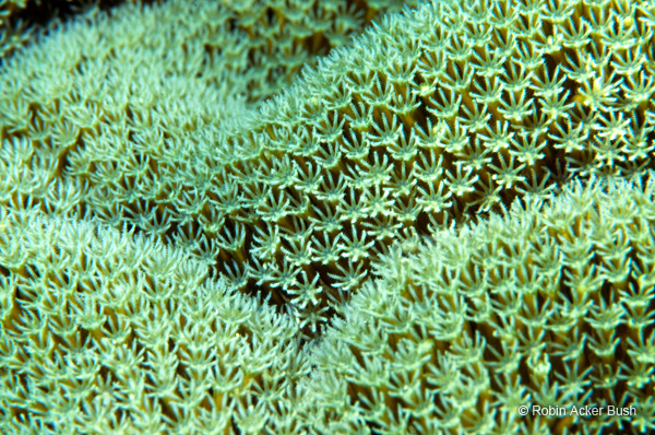 SEA041, coral, Voices of the Earth, Robin Bush, nature photographer, underwater photographer, architecture
