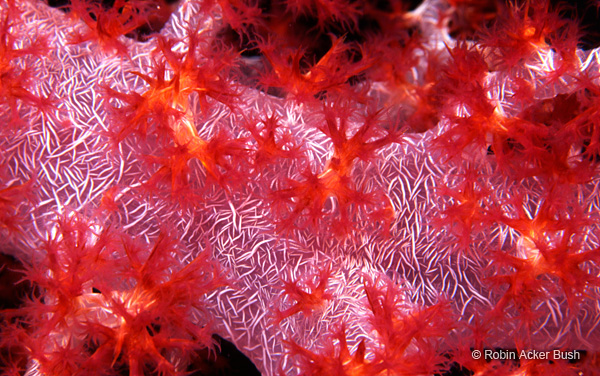 SEA042, soft coral, Solomoin Islands, book by Robin Acker Bush, inspirational imagery, custom design materials, fine art,