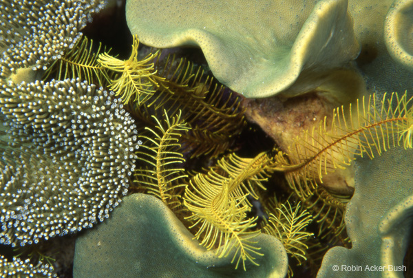 SEA045, crinoid, coral, marine, ocean, imagery, custom, interior architecture, book by Robin Acker Bush, 