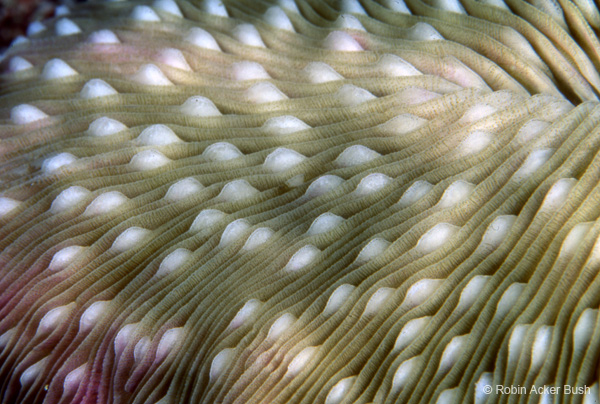 SEA054, solitary coral, fine art underwater photography, architecture, art consultants, Voices of the Earth, design, palettes, residential design, interior designer