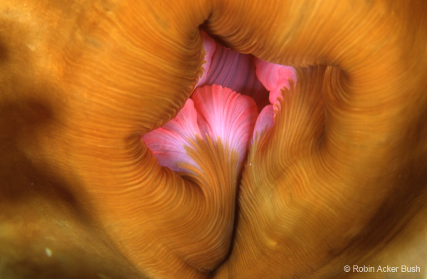 SEA055, anemone mouth, healing art, art for aging, residential, art consultants, interior designer, Robin Acker Bush, Robin Bush,