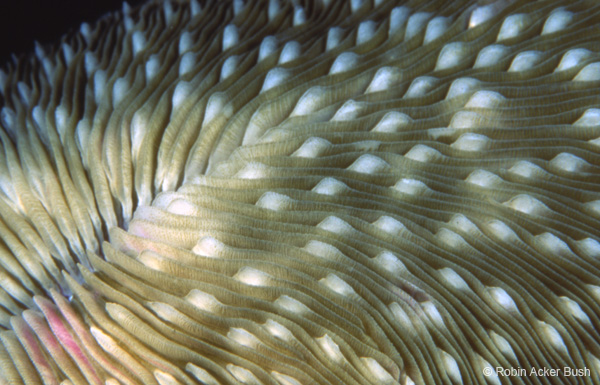 SEA057 mushroom coral detail, healing imagergy for interior design, light boxes, murlas, fabric, furniture, conference tables