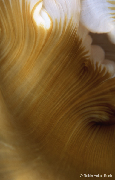 SEA075, anemone, sustainability, Voices of the Earth, green design, LEED architecture, environment, therapy, art consultants
