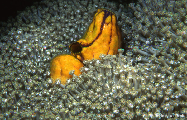 SEA077 underwater photography by Robin Acker Bush for Voices of the Earth interior design products