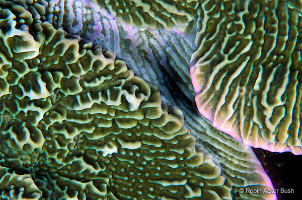 SEA086, hard coral, Cayman Island, Caribbean, custom design features expressing sustainability missions of businesses