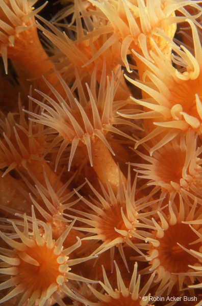 SEA088 imagine natural imagery adorning your walls and ceilings, shaping your furniture and filling interiors with health and well being