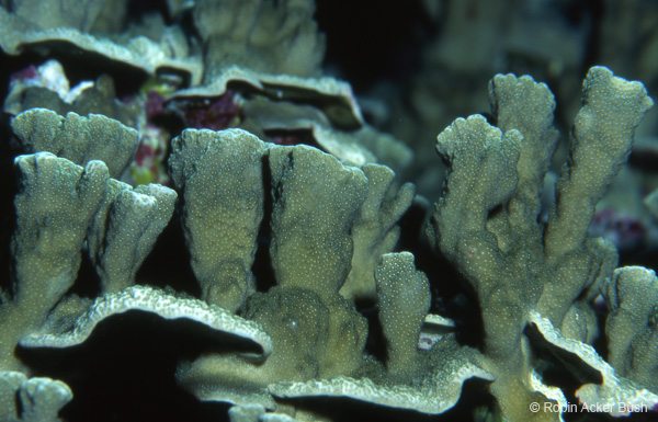 SEA109 coral, Bonaire, by Robin Acker Bush for Voices of the Earth