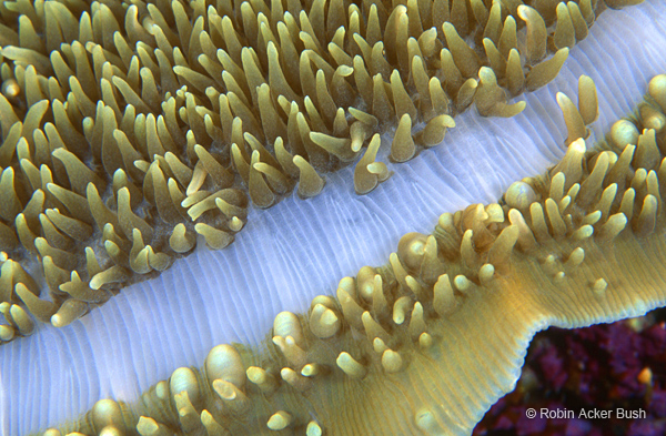 SEA123