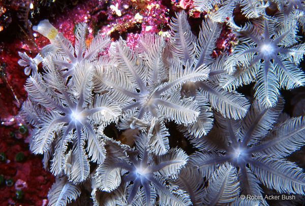 SEA127