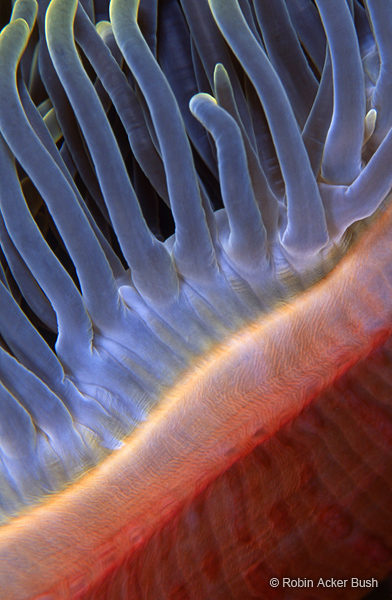 SEA129