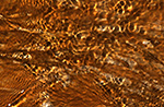 T040