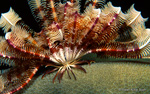 Crinoid, photographed by Robin Acker for Voices of the Earth