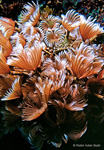 SEA040, feather duster tube worms, Bonaire, Caribbean, fine art for businesses, art consultants, residential interior design
