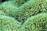 SEA041, feeding coral, Voices of the Earth natural imagery for custom architectural materials