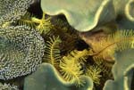 SEA045, Voices of the Earth inspirational underwater phtography, interior design products, fabric, furniture, lgihting, window coverings, for healthcare, business, residential and yachting, studios located on Whidbey Island, WA, custom products
