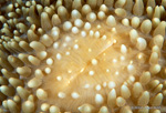Robin Bush, underwater photography Solomon Islands