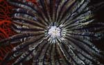 SEA051, custom interior design products for public spaces and healthcare facilities, hospitals, clinics, doctors offices, Voices of the Earth inspirational fine art underwater photography, Robin Acker Bush, 
