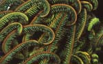 SEA052, crinoid, nature photography for healthcare interior design by Voices of the Earth, Robin Acker Bush, textiles, flooring, signage, window and wall decor, nature inspired environments for architects