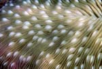 SEA054, coral image for ceiling murals, wall coverings, dual sided lit glass panels for architecture and interior design by Voices of the Earth underwater photography and Robin Acker Bush