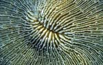 sustainable fine art for yacht design by Voices of the Earth, custom products, wall and ceiling coverings, interior design, inspirational underwater photography, natural environments for healing