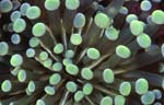 SEA078m Voices of the Earth close up underwater photography for architecture and interior design, inspired by nature, used in healing and recreational environments, custom products, furniture, fabrics, window and wall coverings, fine art