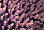 SEA102