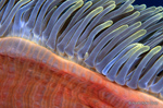 SEA122