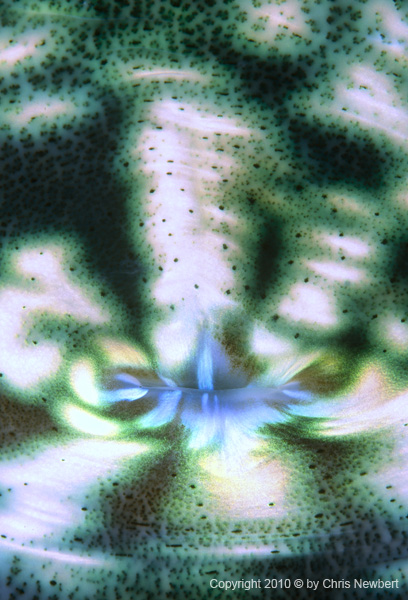 116-SEA311