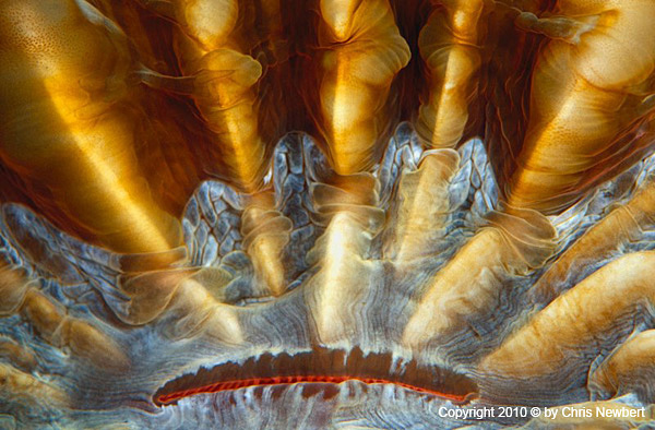 25-SEA217 Chris Newbert underwater photography for Voices of the Earth, custom interior design materials: furniture, fabric, tile, wall and ceiling coverings, waterwalls, light boxes and more
