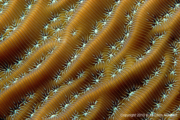 26-SEA267 Chris Newbert underwater photography for Voices of the Earth, custom interior design materials: furniture, fabric, tile, wall and ceiling coverings, waterwalls, light boxes and more
