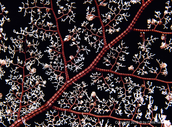 29-SEA260 underwater photography for healthcare design, sustainable image reproduction