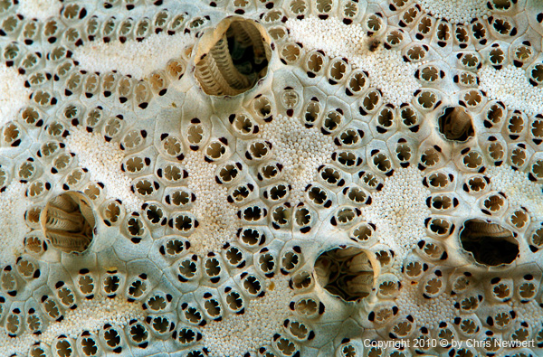 37-SEA268 encrusting sponge, fine art for healthcare design, prints on acoustic fabric, acoustic panels, giclee prints, images inside water walls, images for color palettes