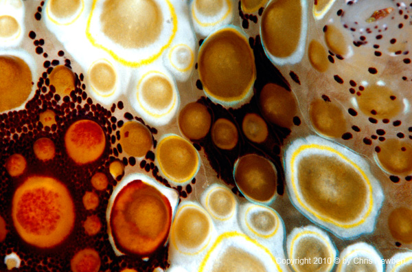 42-SEA216 underwater photography for interior design products:  shower doors, backlit walls, room diviers, inliad tables, electronic displays